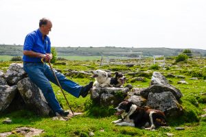 Caherconnell Fort (John Gavin) and sheep dog handeling demonstrations, Carron, County Clare, Ireland