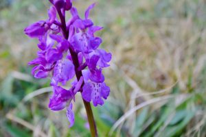 Early Purple Orchid, The Burren, County Clare, Ireland.