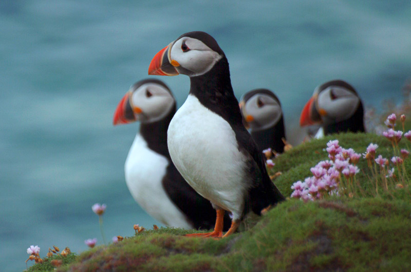 Puffins on the Saltee Islands, County Wexford, Ireland