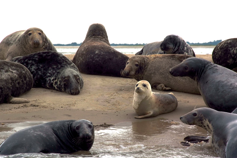 Common Seals in Wexford Harbour, County Wexford, Ireland