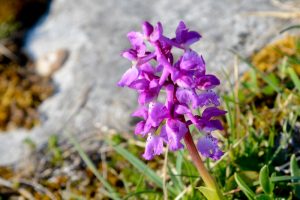 Early Purple Orchid, Burren Landscapes, The Burren, Co Clare, Ireland