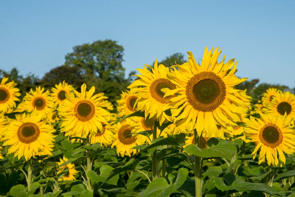 Sunflowers at Robin's Glen Organic Farm, Glenmore, County Kilkenny, Ireland.