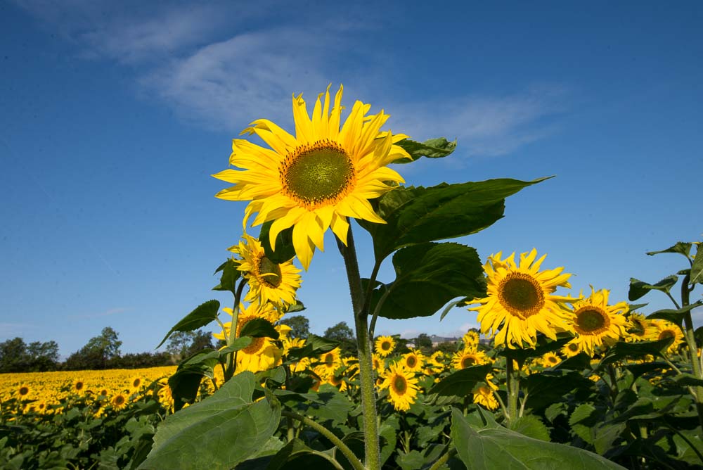 Sunflowers at Robin's Glen Organic Farm, Glenmore, County Kilkenny, Ireland.