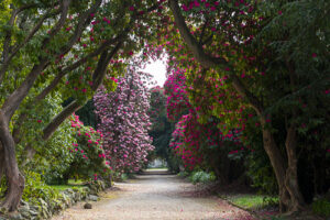 National Botanic Gardens, Kilmacurragh, County Wicklow, Ireland