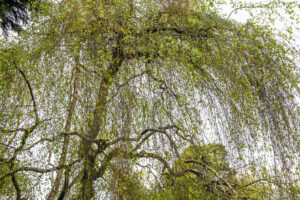 Weeping Birch, Kilmokea House and Garden, Campile, County Wexford, Ireland