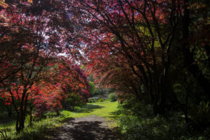 Japanese Maple, Mount Usher Garden, Ashford, County Wicklow, Ireland