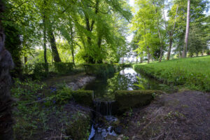 17th Century Carp or Stew Pond in Wilderness Woodland Garden, Huntington Castle and Garden, Clonegal, ounty Carlow, Ireland.