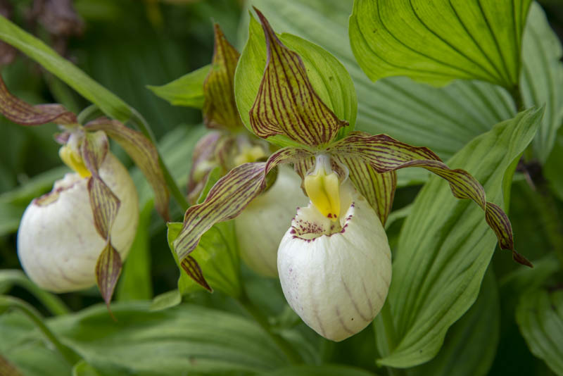 Slipper Orchid, Coolaught Garden and Garden Center, Clonroch, Enniscorthy, County Wexford, Ireland