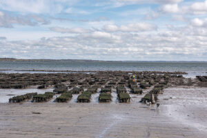 Oyster Farming on College Strand, Loop Head, County Clare, Ireland